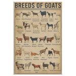 Breeds Of Goats Canvas Wall All Size