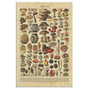 Champignons Canvas Wall All Size