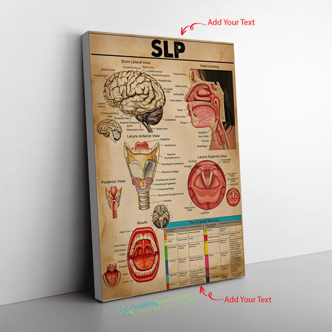 Speech Language Pathologist Store Brain Lateral View Head Cutaway Canvas Wall All Size